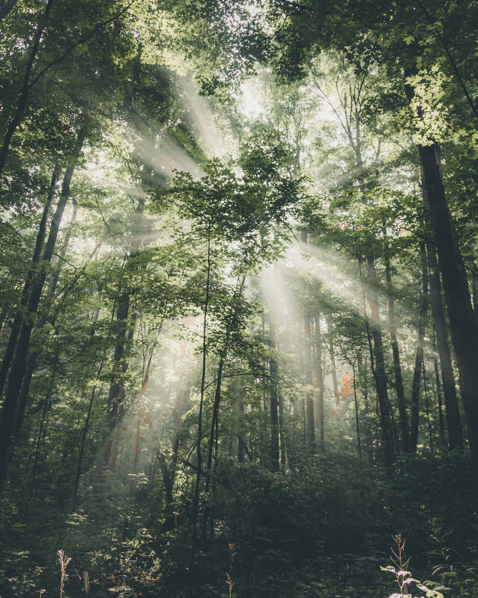 Embrace the Green – Forest Bathing at The Good Life Wales